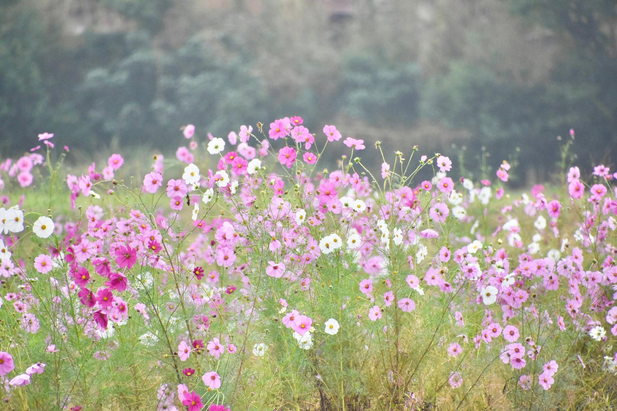 薄いピンク色、濃いピンク色、白色のコスモス