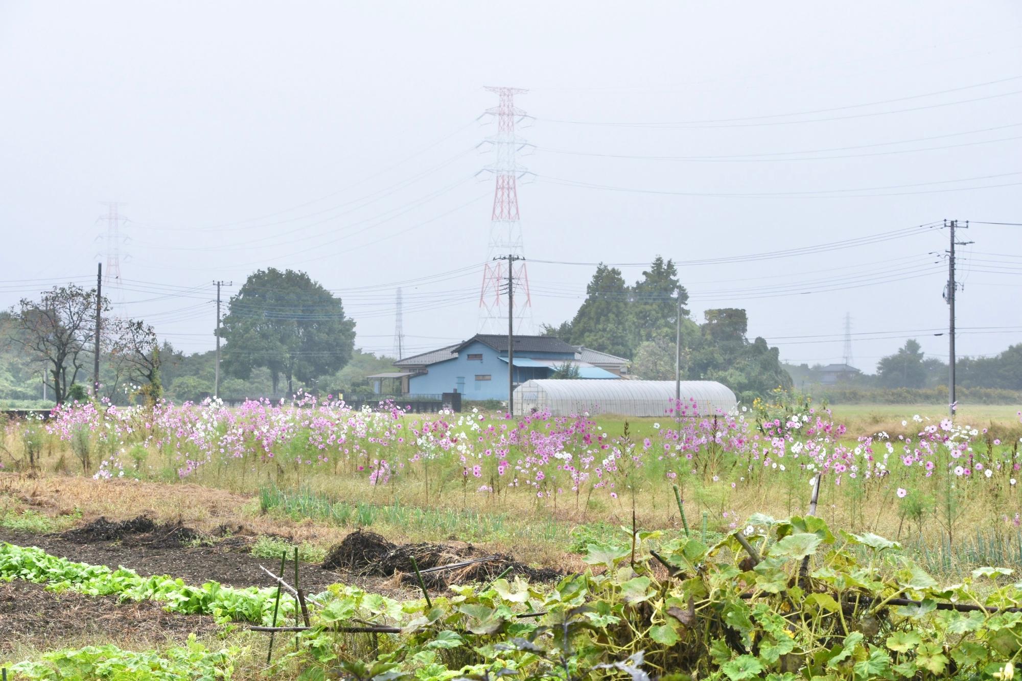 農村を彩るコスモス畑