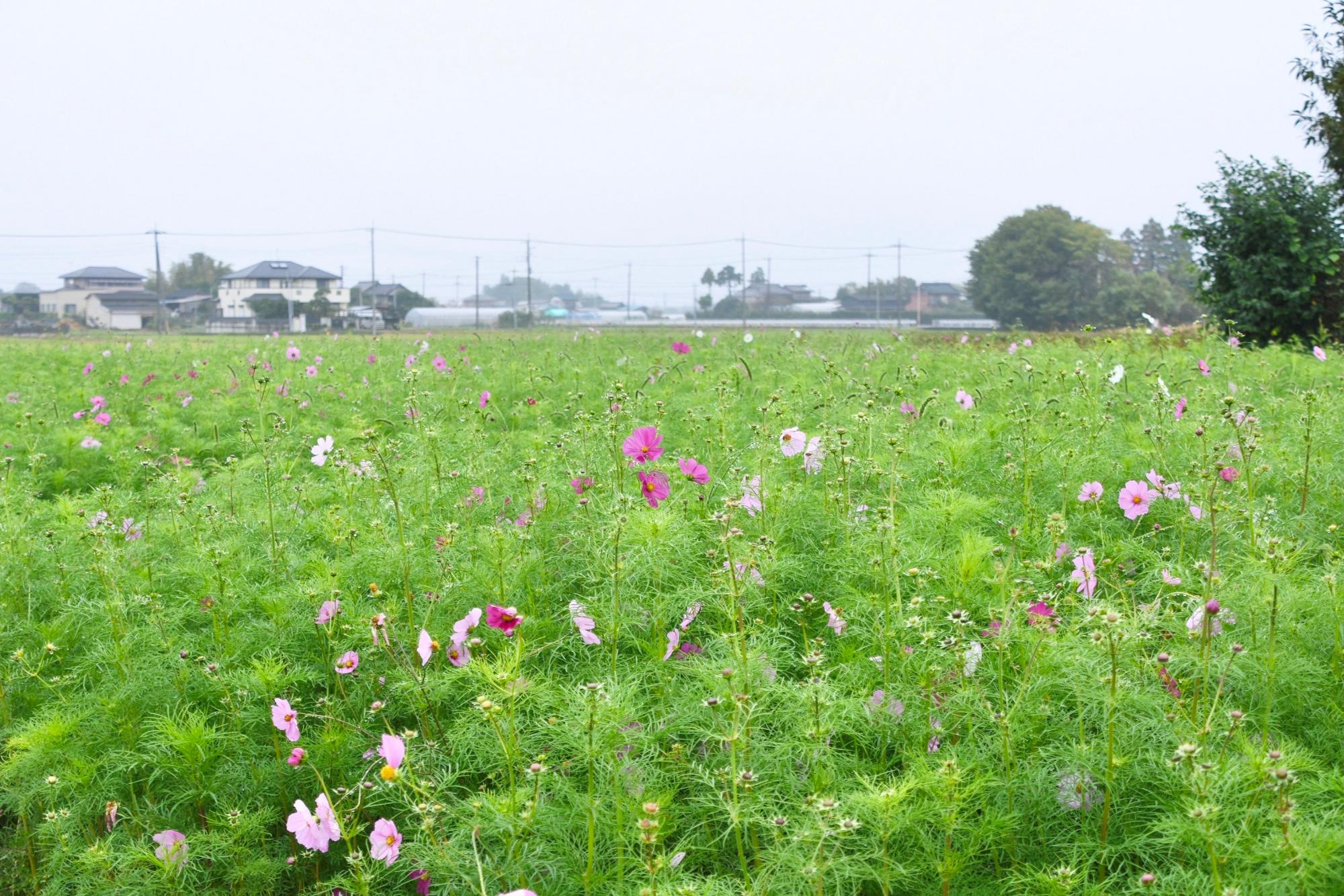 ピンクのコスモスは咲き始め