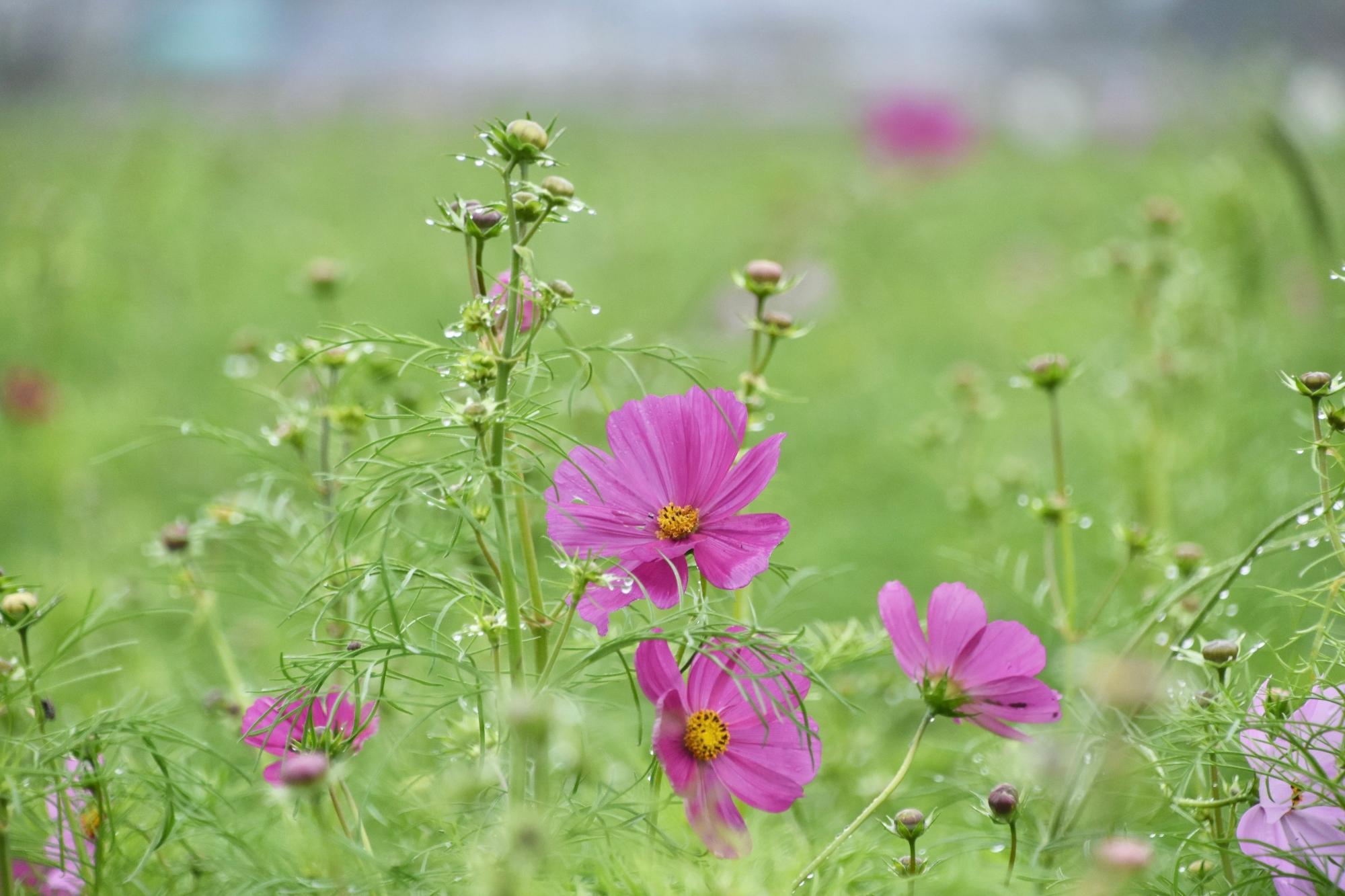 ピンクのコスモスとつぼみ