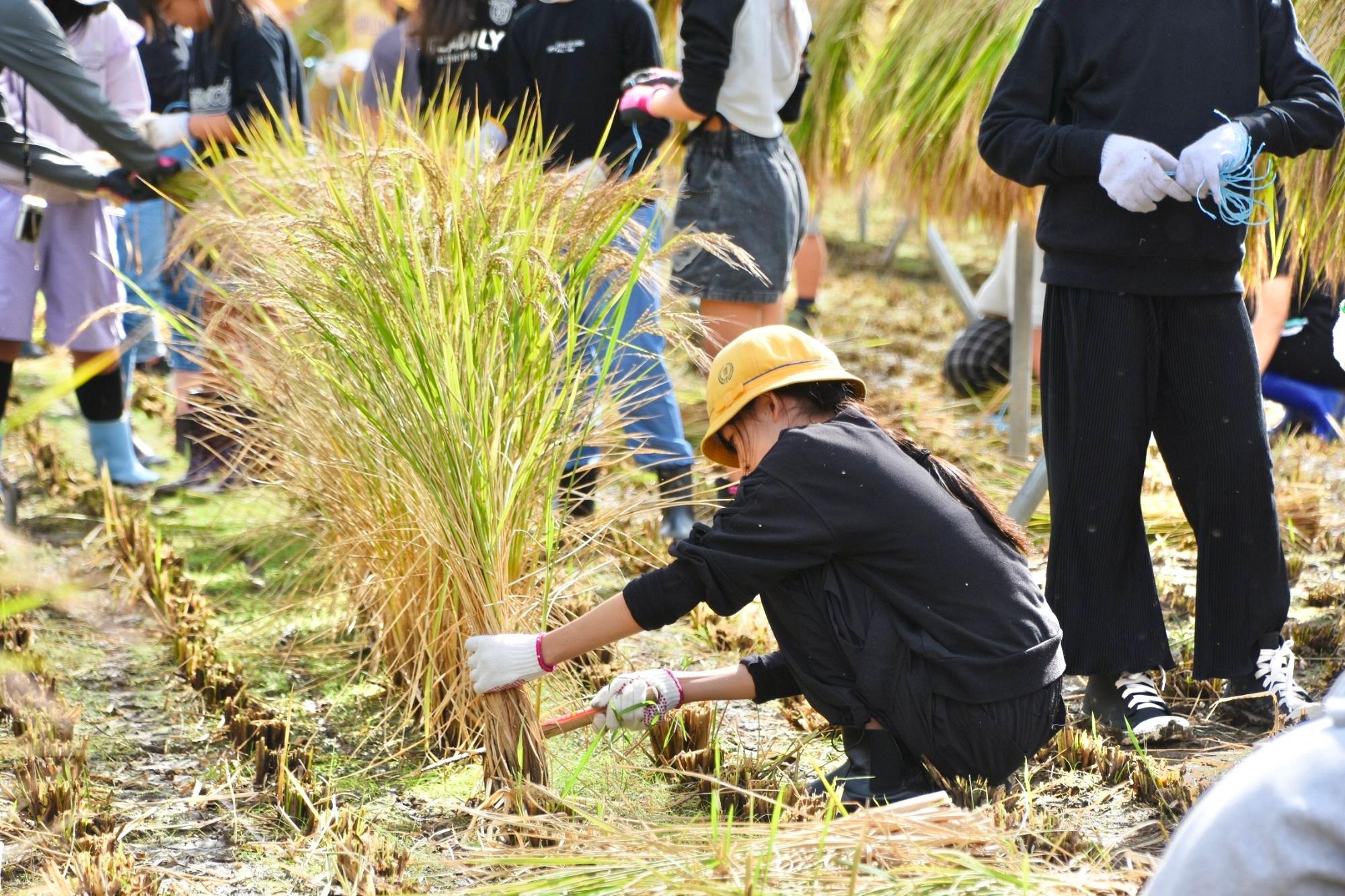 稲刈り体験をする児童