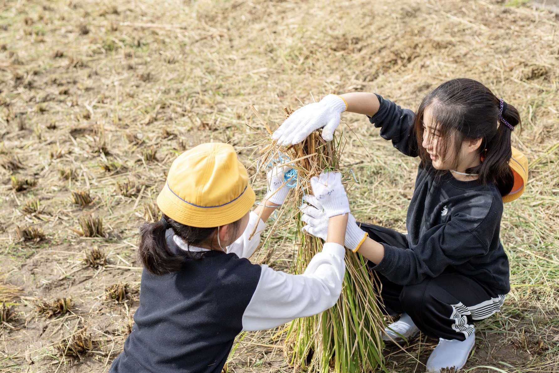 刈った稲を揃えて縛る様子