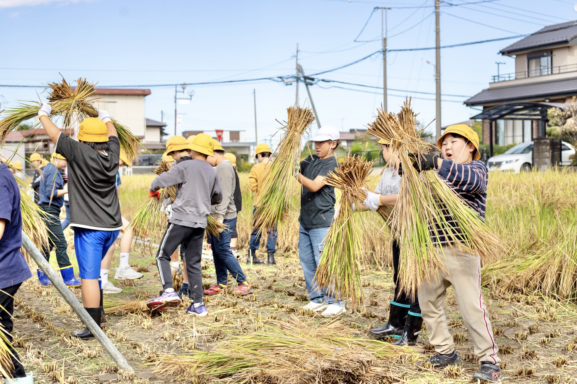 束ねた稲を二つに分け、クロスさせる児童