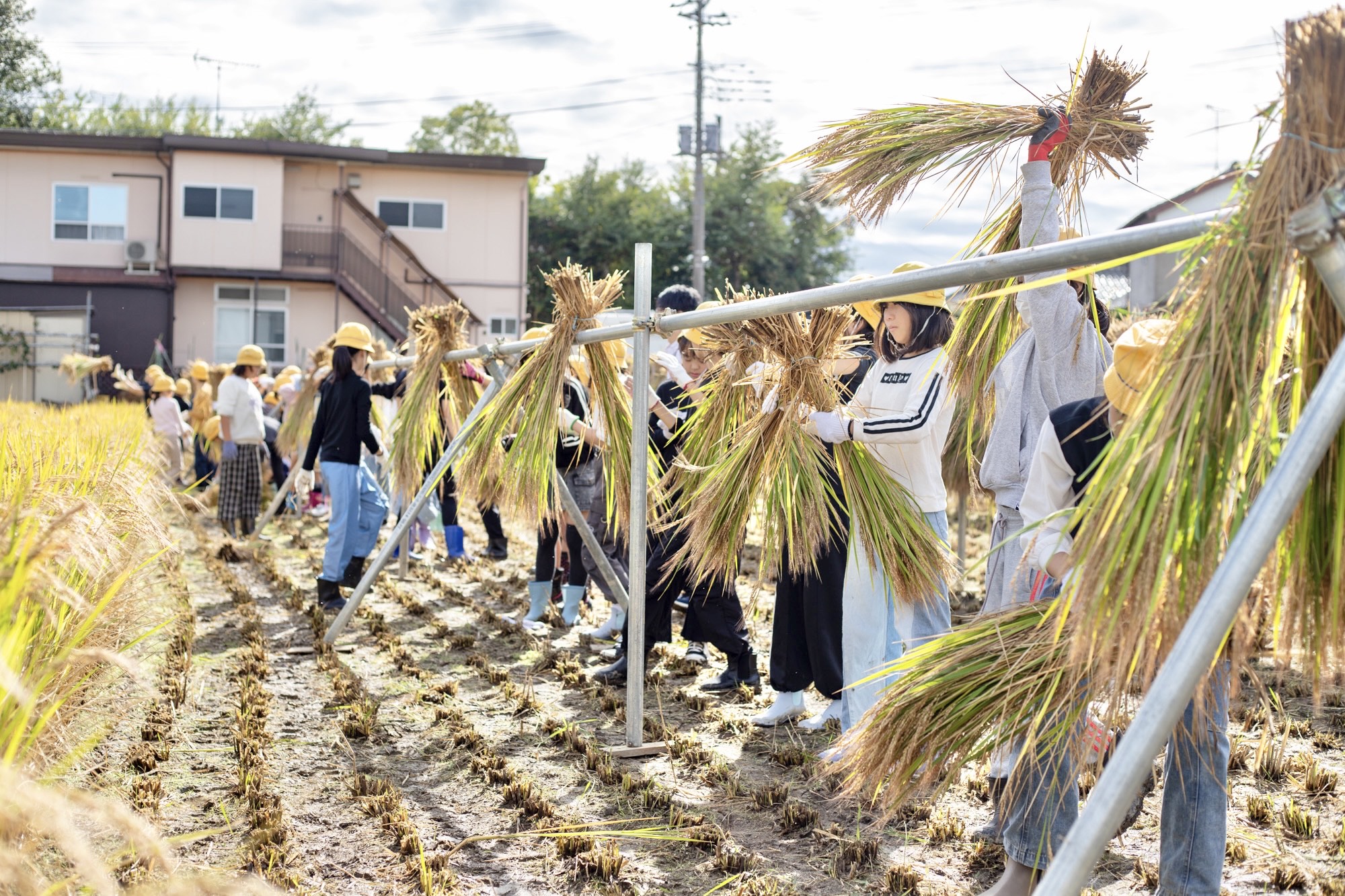 鉄パイプに稲の束を掛ける児童