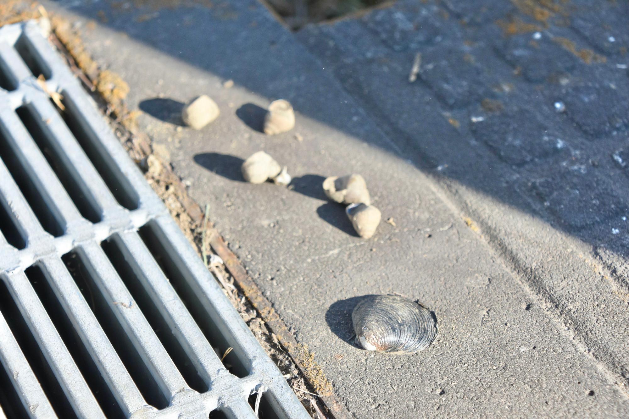 水路からすくいあげた泥の中にあった貝