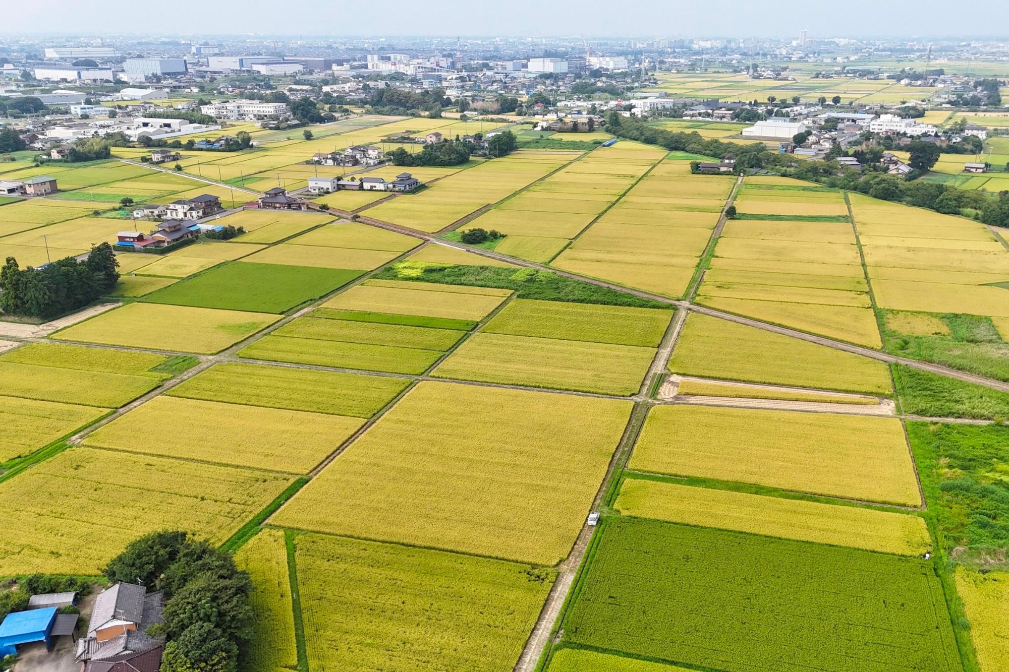 金崎区の空撮写真