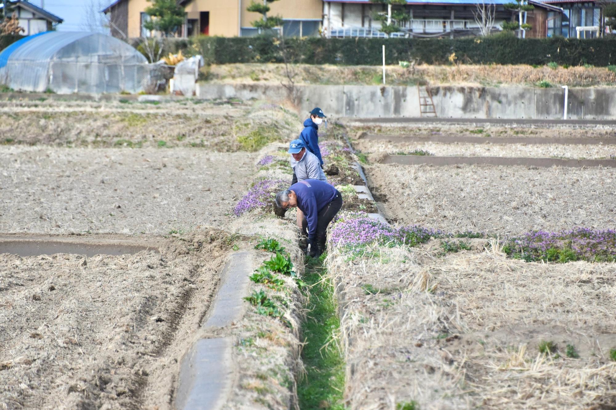 水路の底には溜まった土から草が生えている