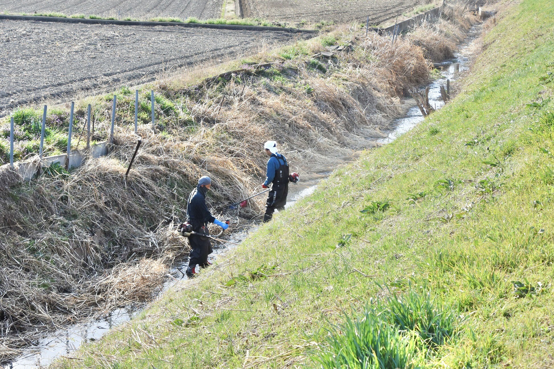 水路の草刈り