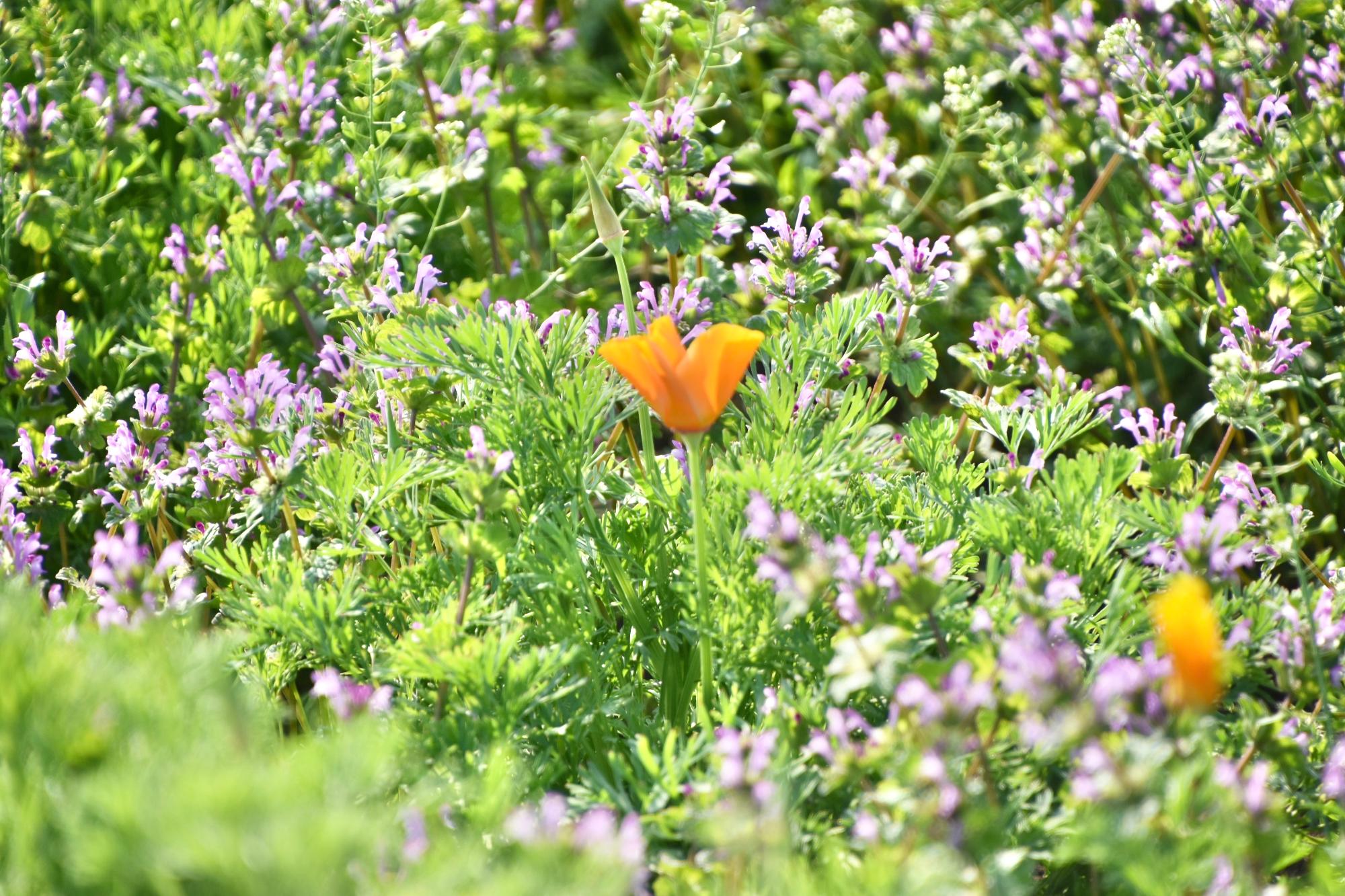 カリフォルニアポピー