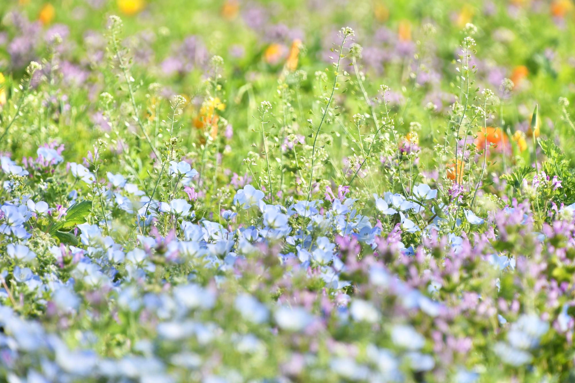 ネモフィラとカリフォルニアポピーの花畑