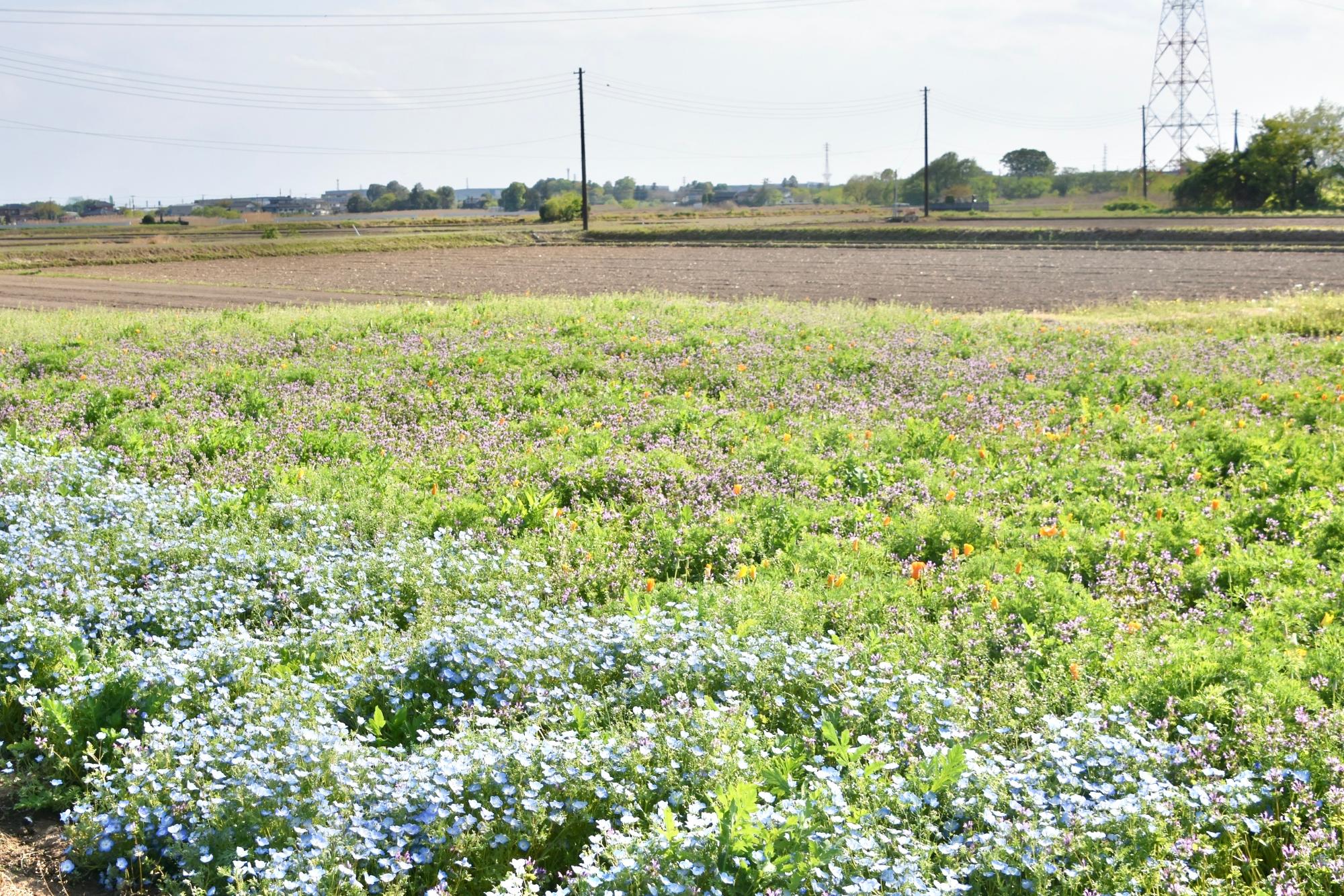 田んぼに囲まれた花畑