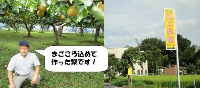 「まごころ込めて作った梨です！」というフキダシが描かれた男性と、田口農園の入り口の看板などを映した写真が2枚並んでいる写真