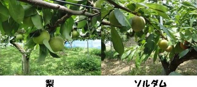 農園の中で、日差しを浴びて丸々と実った梨とソルダムの写真が2枚並んでいる写真