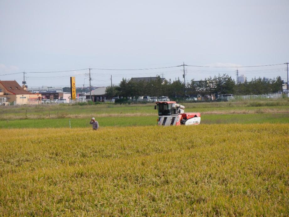 稲穂が実った田んぼとコンバインの写真