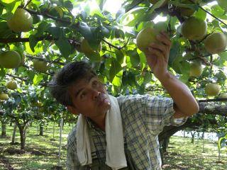 実った梨を手にしている折原果樹園の生産者の写真