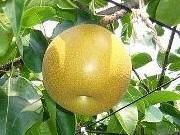 丸い形をした黄色い大きな梨が、木に生っている写真