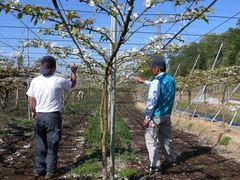 果樹園内でジョイント仕立て栽培を行うスタッフの写真