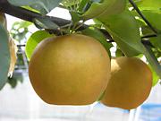 黄土色をした丸い梨が、二つ並んで木に生っている写真