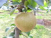 黄色い斑点が目立つ小ぶりな梨が、木に生っている写真