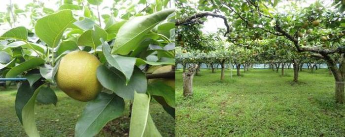 梨の実をアップで映した写真と、梨園内の全体を映した写真が2枚並んでいる写真