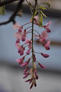 咲きかけのアカカピタンのアップの写真