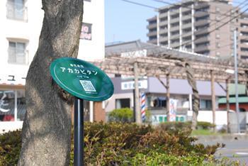 ふじ通りに植えられているフジの木の下にある白色でアカカピタンと印字された緑色の円形QRコード付き名札の写真