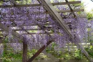 藤棚から垂れる紫長藤の花の写真