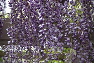 藤棚から垂れる紫長藤の花のアップの写真