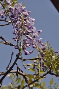 紫長藤の花のアップの写真