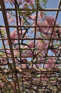 藤棚の下から見たアカカピタンの花の写真