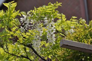春日部市内にあるふじ通りの藤棚に咲いた白長藤の長い花房を囲むように生えた緑色の花葉の写真