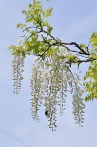 春日部市内にあるふじ通りに枝からしな垂れるように咲いている白長藤の花房の写真