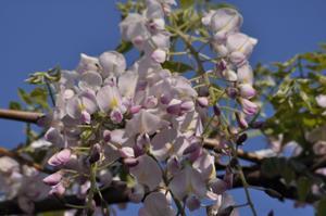 口紅藤の花弁のアップの写真