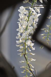 春日部市内にあるふじ通りに咲いた白長藤の長い花房の写真
