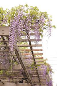 藤棚から見上げた紫長藤の花の写真