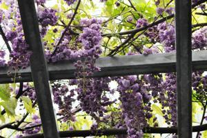 藤棚の上に広がっているヤエコクリュウフジの茎から緑色の葉が茂り開花している薄紫色の花房の数々が垂れ下がっている様子の写真