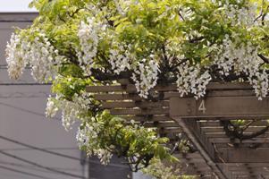 藤棚から垂れるシロカピタンの花々の写真