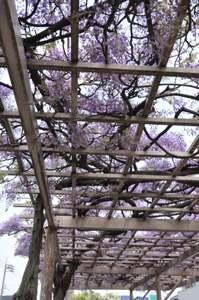 藤棚の下から見たムラサキカピタンの花の写真