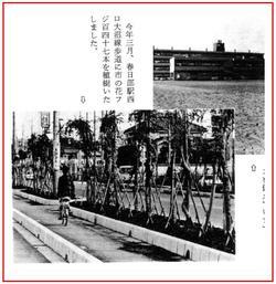 ふじ通りが設置されたことを写真付きで報じる昭和54年の春日部市広報紙の記事の一部分