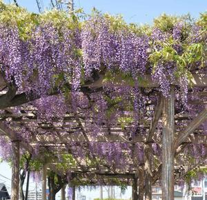 青空の下で藤棚の満開の紫色の花房がたくさん垂れ下がって咲いている様子の写真