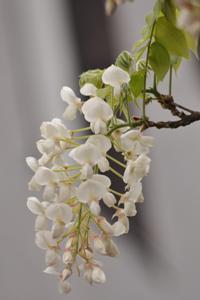 シロカピタンの花のアップの写真