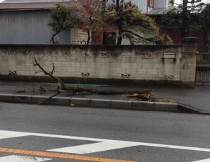 歩道に植えられている太い街路樹が根元から折れて歩道に横たわっている様子の写真