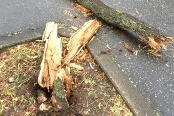 折れた街路樹の根元の切り株と割れて地面に転がっている木の写真