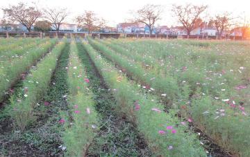 開花期を迎えたコスモスの花畑の写真