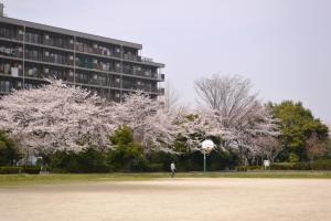 旧倉松公園敷地内のグラウンドの風景写真。写真奥には開花期を迎えた桜の木々が確認できる