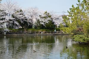池の南側より撮影された、大池親水公園の池の風景写真