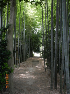 古隅田公園内の遊歩道を覆うようにそびえ立つ竹林の様子を撮影した写真