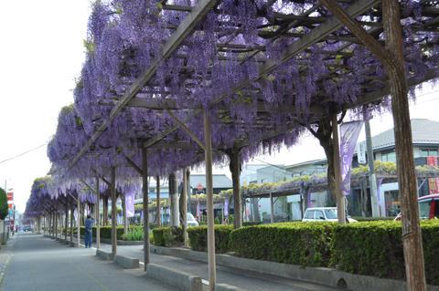 春日部市内のふじ通り沿道の藤棚に咲く見事な紫色のフジの写真