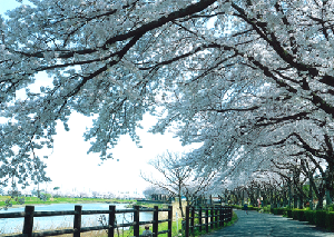 春日部市の大落古利根川沿いの遊歩道を覆うように一面に咲いた桜の様子を撮影した写真
