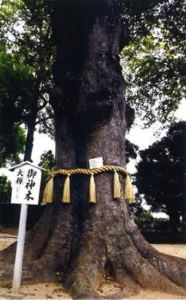 東八幡神社の境内にある太い幹にしめ縄が飾られた御神木とその左前方に建てられた白色の看板の写真